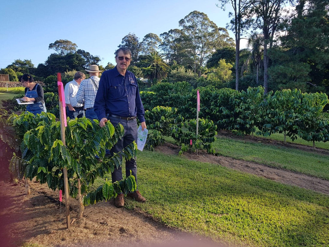 Specialty Coffee trials for Subtropical coffee farms of Australia.