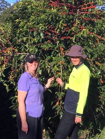 Australian Coffee Growing