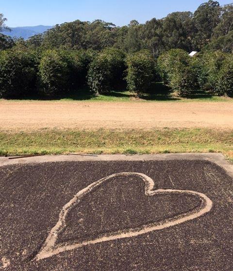 Learn About Our Specialty Roasted Coffee