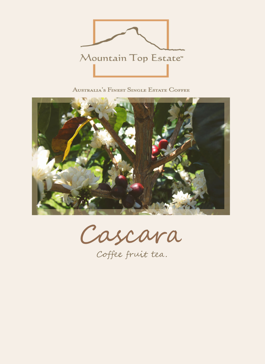 Tea - Cascara , dried coffee fruit