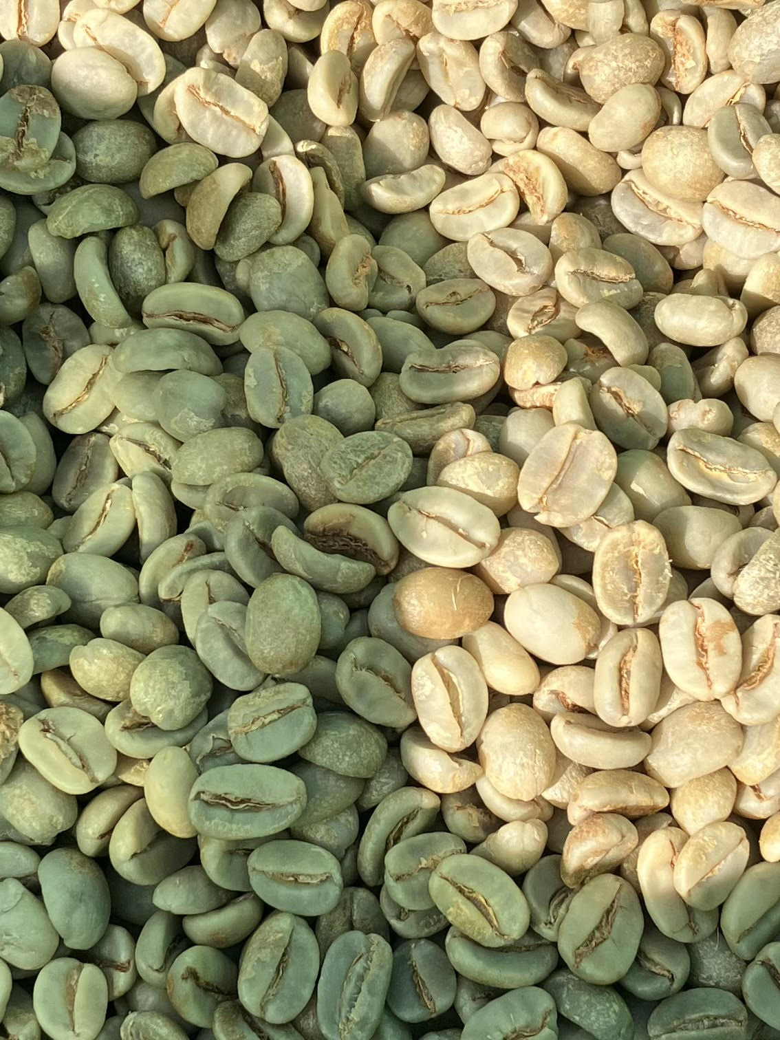 Raw Green Bean