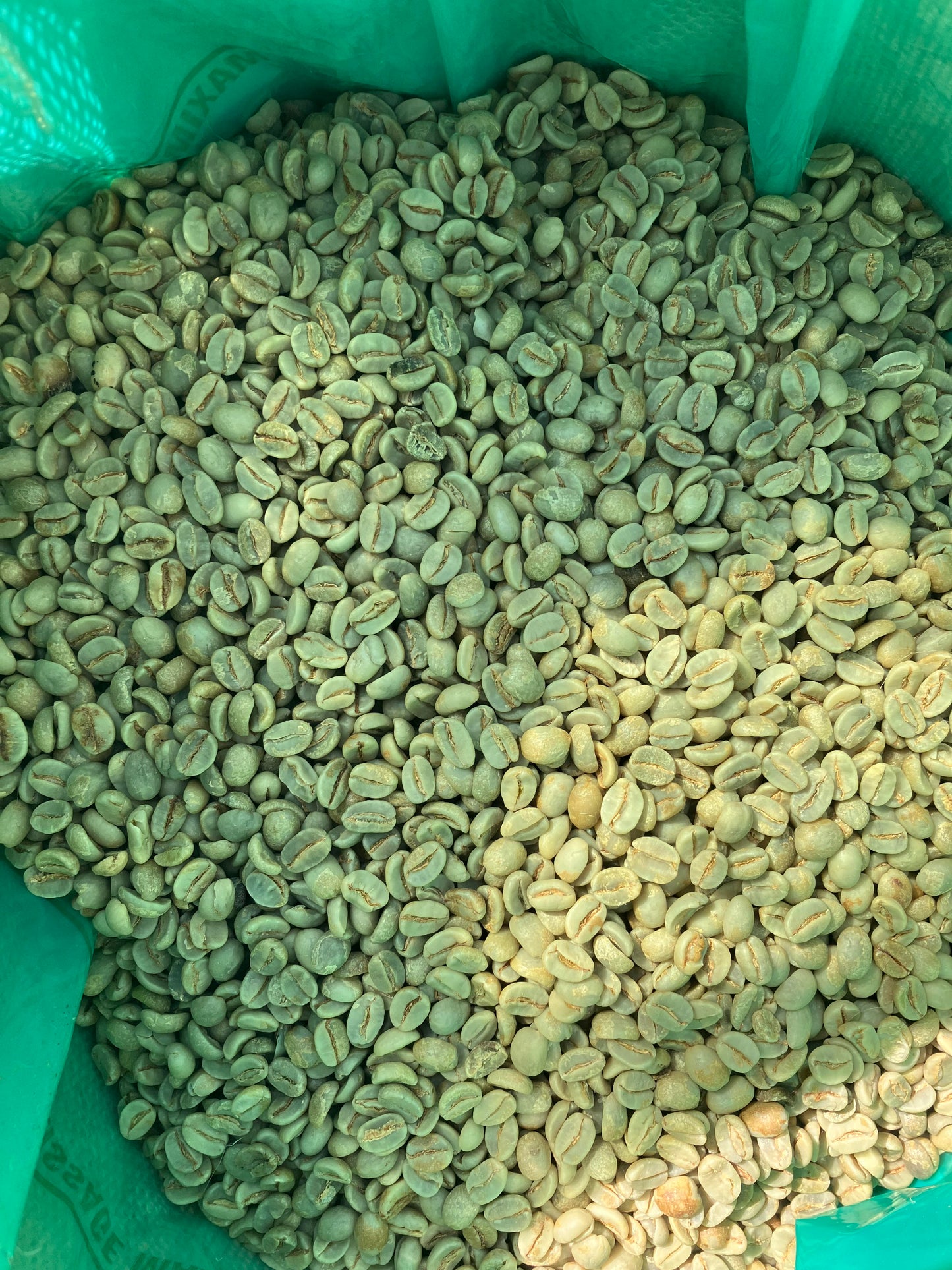 Raw Green Bean