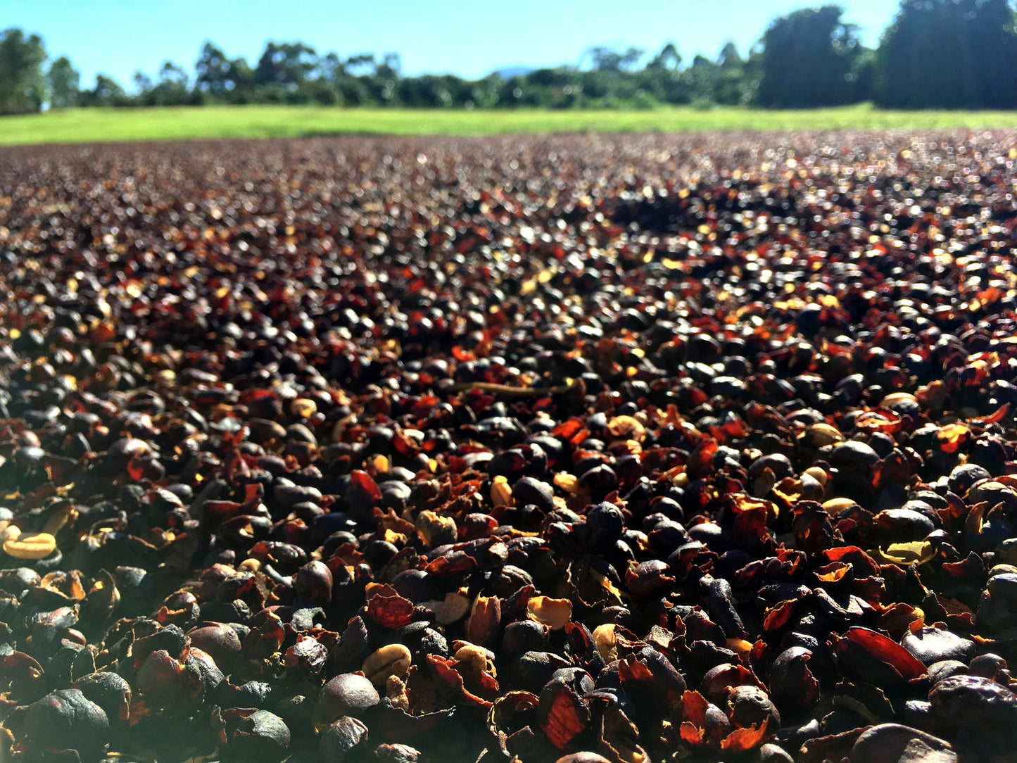 Tea - Cascara (dried coffee fruit)